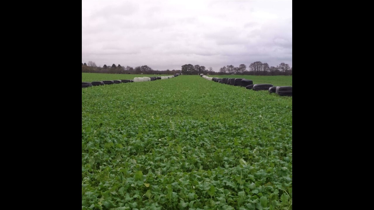 How to manage winter fodder crops on your farm