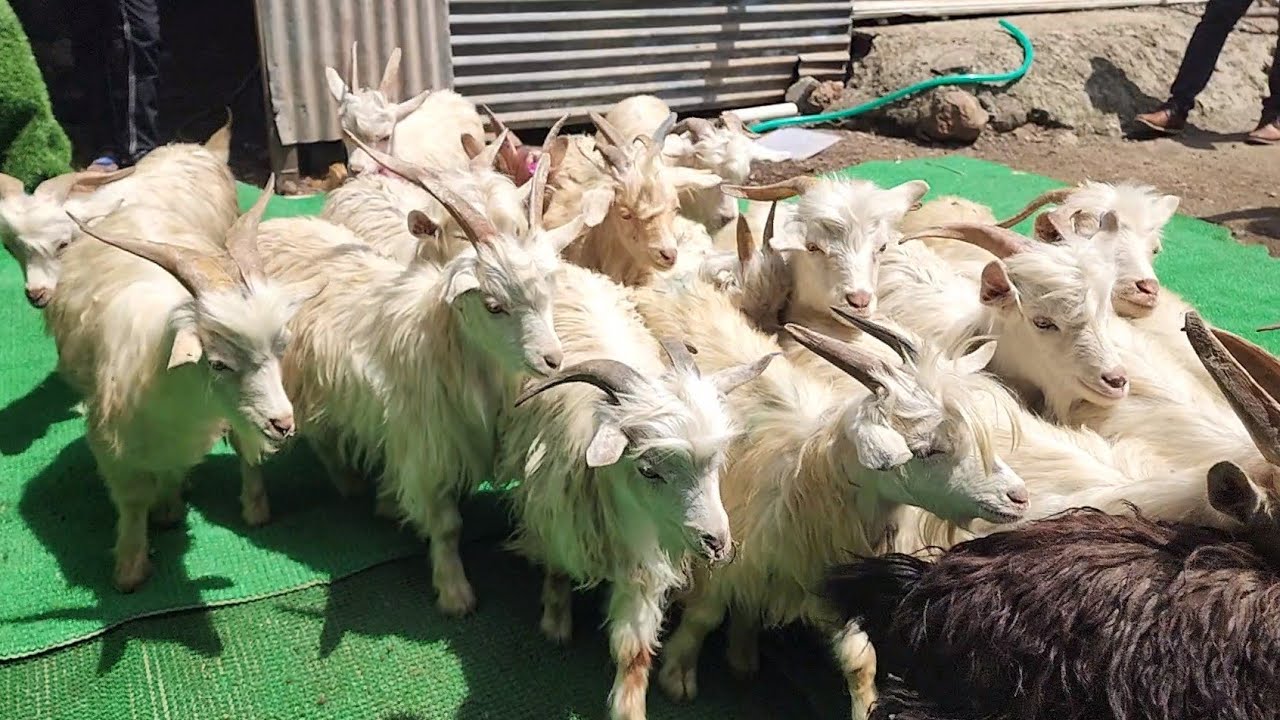 ₹11000 Xing Angoora Exotic Goats | 200 Goats In House | Al Muqaddas Goat Farm Pune.