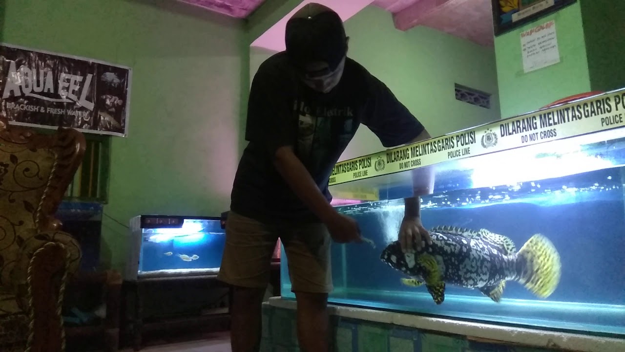 Kerapu emas Bumblebee grouper 👺