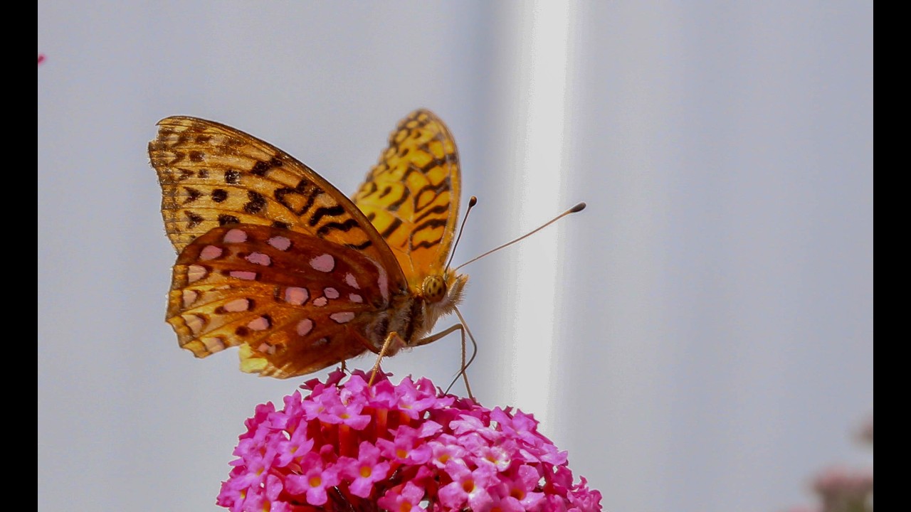 Butterflies, Spiders, Dragonflies #bugs #insects
