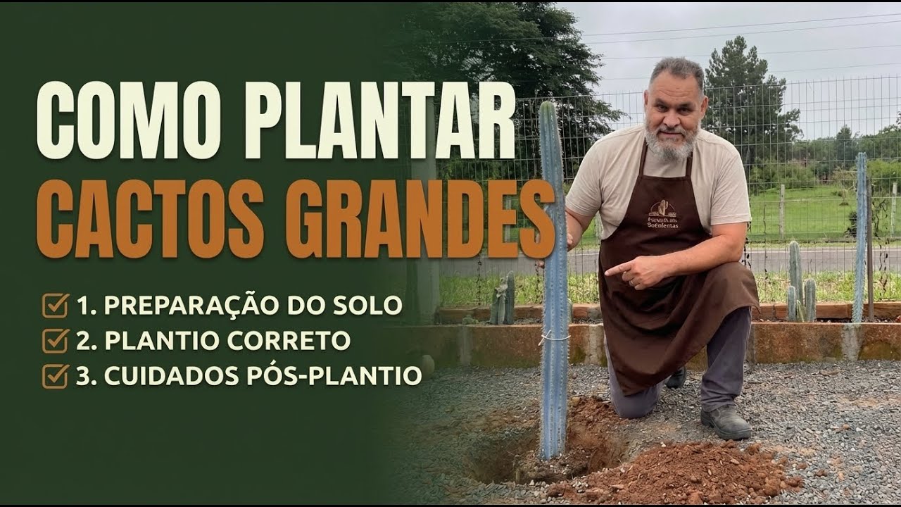 COMO PLANTAR CACTOS GRANDE DIRETO NO CH&Atilde;O.