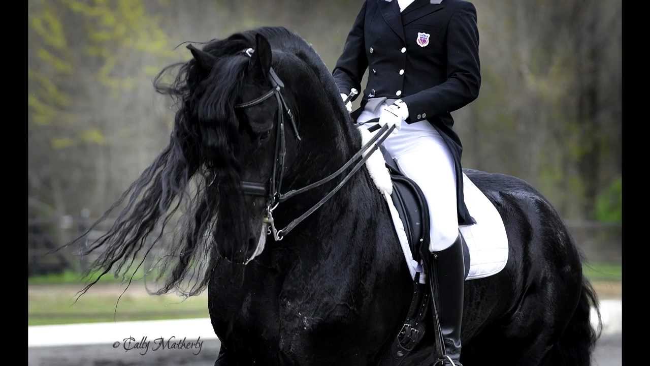 KFPS Approved Friesian Stallion Alert 475 Sport!