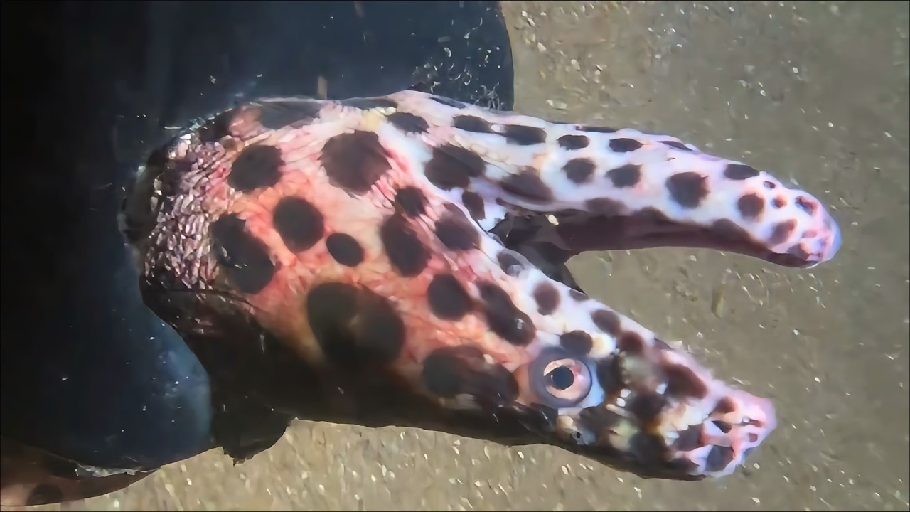 Live Stream 🟢 –This One's HUGE Underwater！ #diving #fishing #seafood #shorts