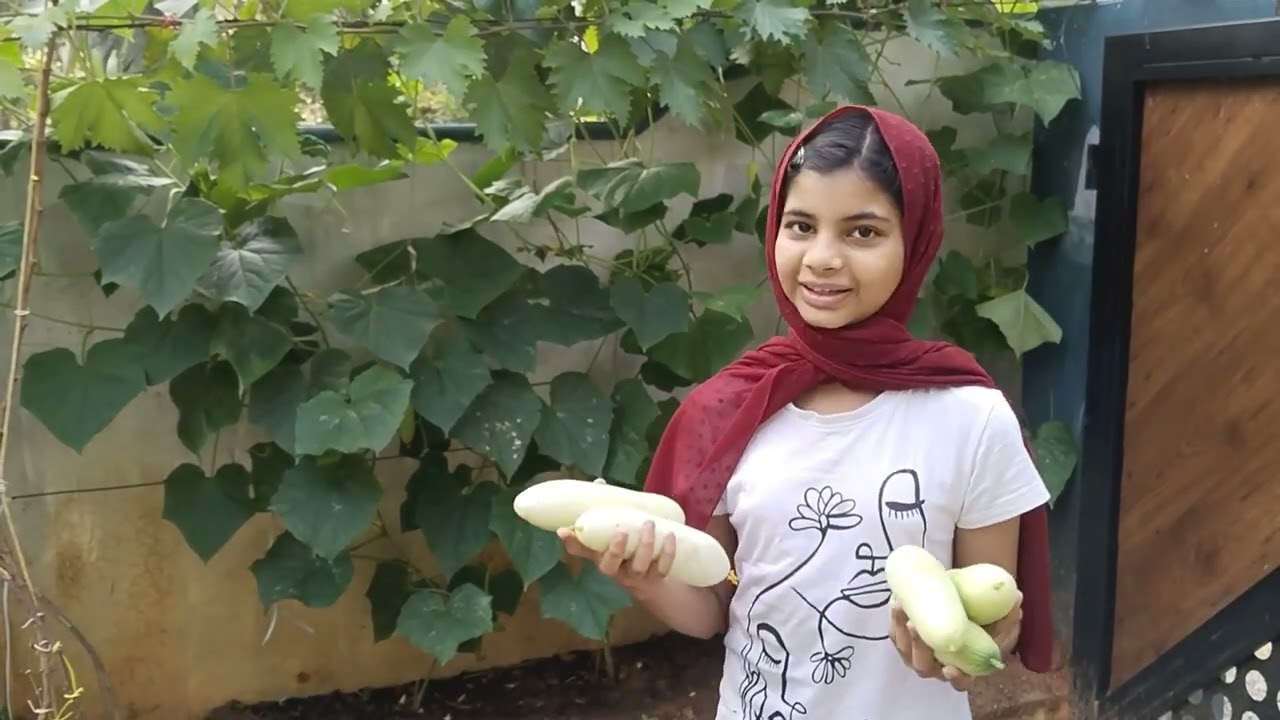 നിങ്ങൾ വെളുത്ത കുകുമ്പർ കഴിച്ചിട്ടുണ്ടോ? (White Cucumber)