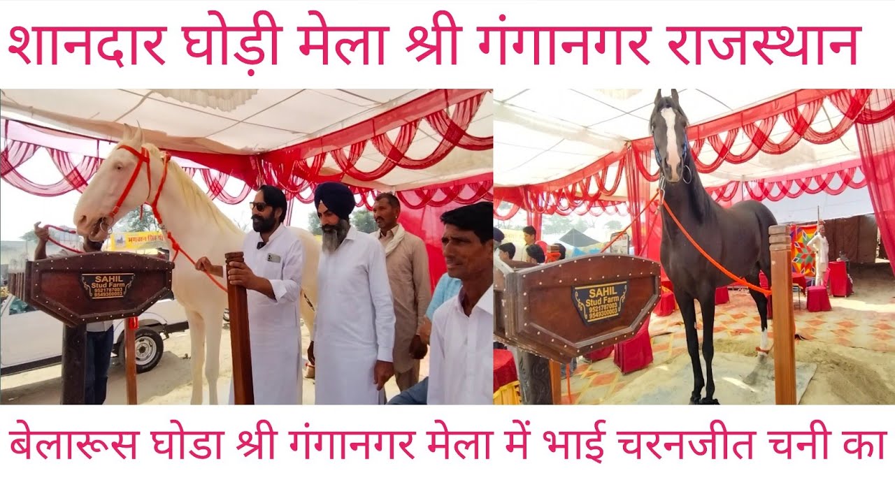 श्रीगंगानगर घोड़ो के मेले में पहुंच बेलारूस घोड़ा भाई चरणजीत चन्नी का