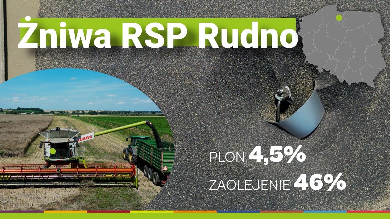 Żniwa w RSP Rudno &ndash; 90 ha rzepaku bez strat! 🔥 Wysoki plon i 46% zaolejenia