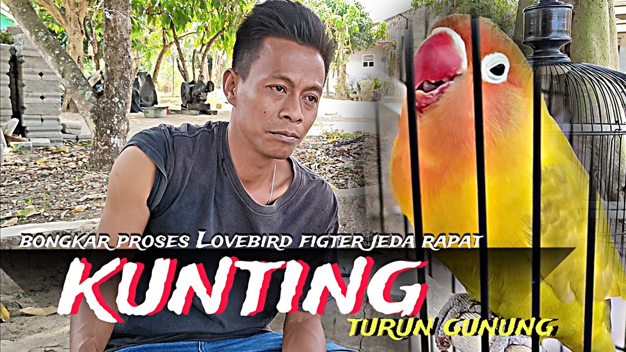 Bongkar proses Lovebird BETINA FIGHTER JEDA RAPAT