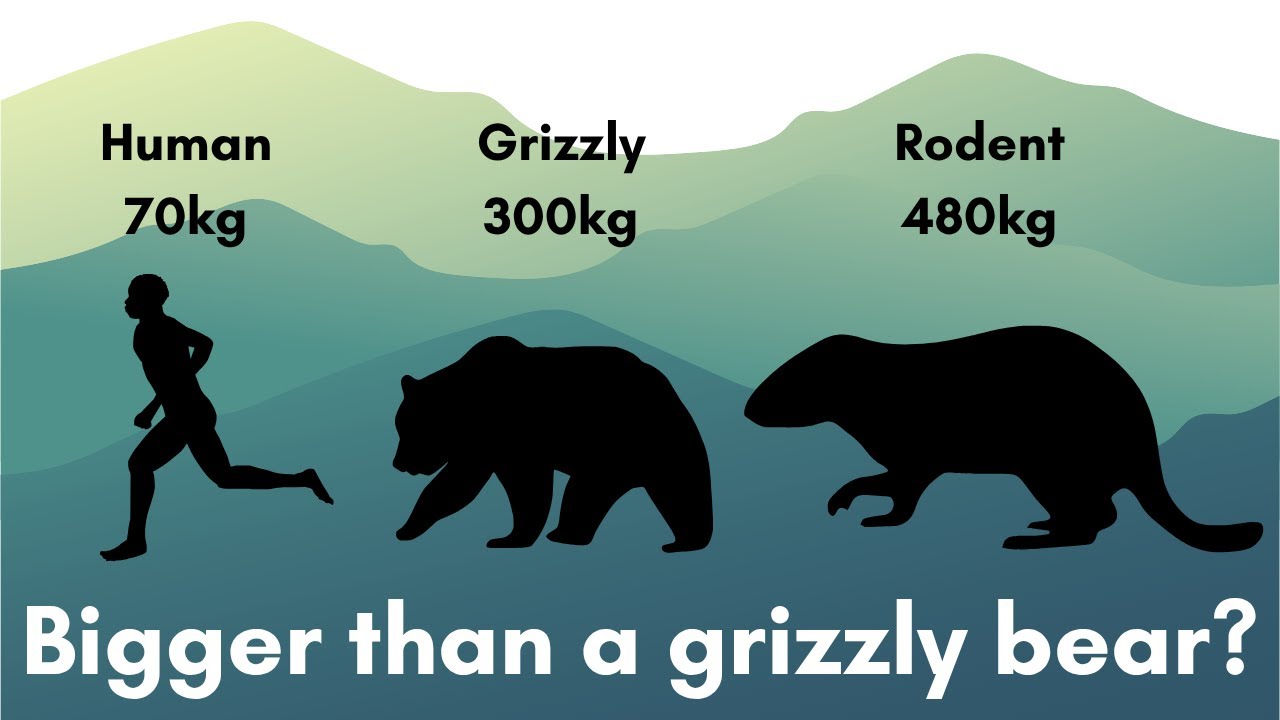 The rodent the size of a grizzly bear