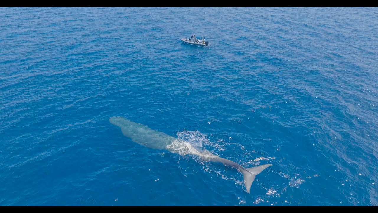 Protect the Locals: Responsible Whale Watching With WILDCOAST