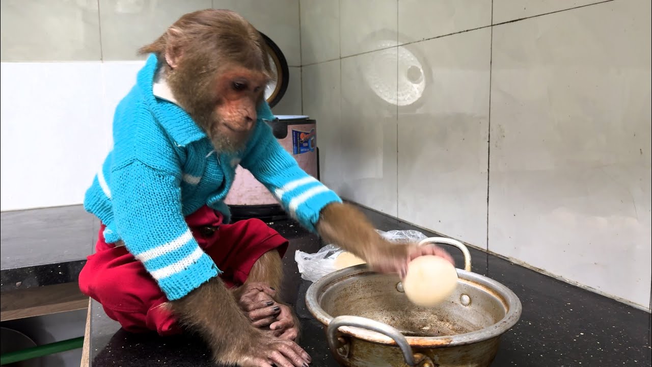 Super Monkey Smart 🐒 CUTIS Helps Mother Herd Cows, Cook Take Care Of Family