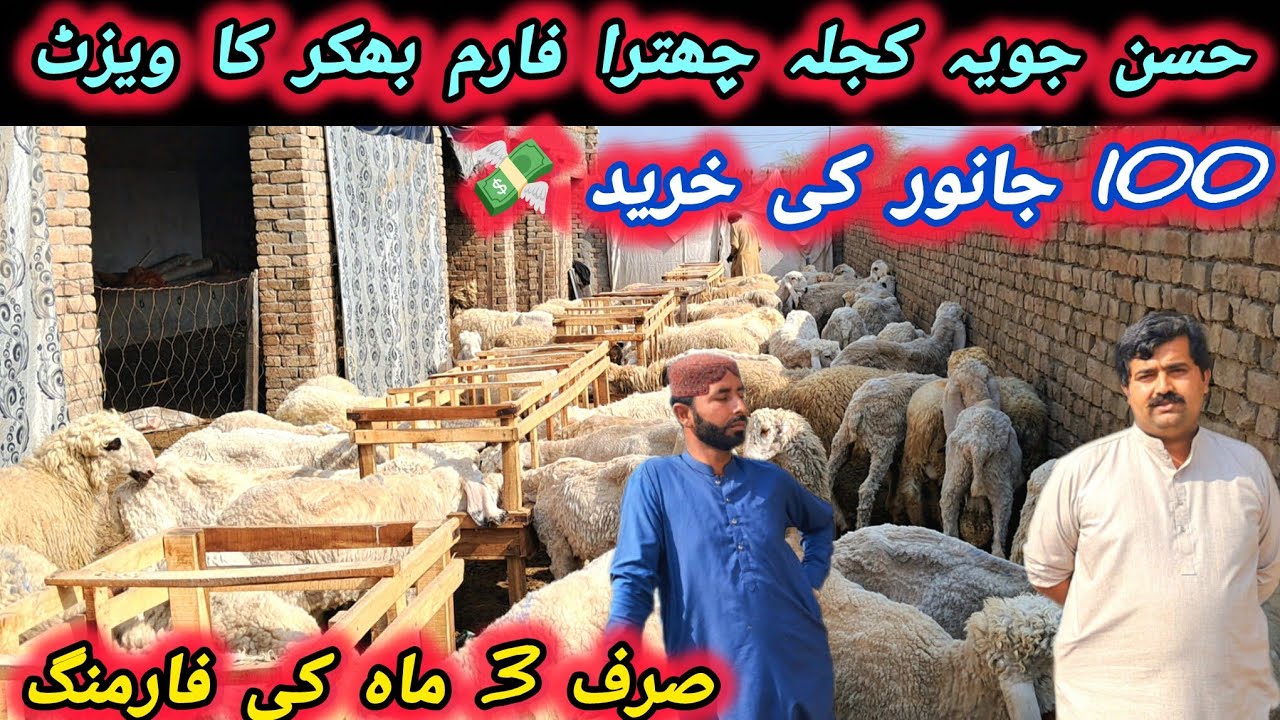 قربانی کے کجلے چھترو کے بڑے فارم کا ویزٹ صرف 3ماہ کی فارمنگ