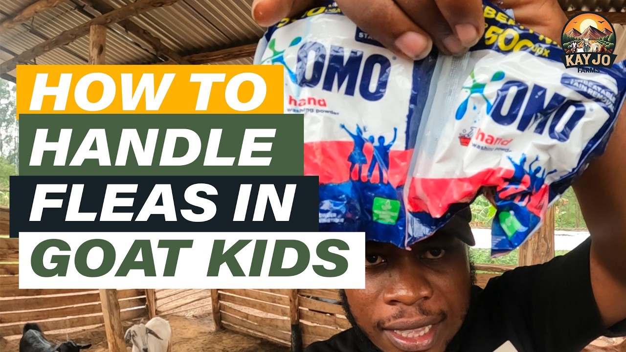 How to Get Rid of Fleas on Your Goat Farm (Using OMO Detergent) | ep103