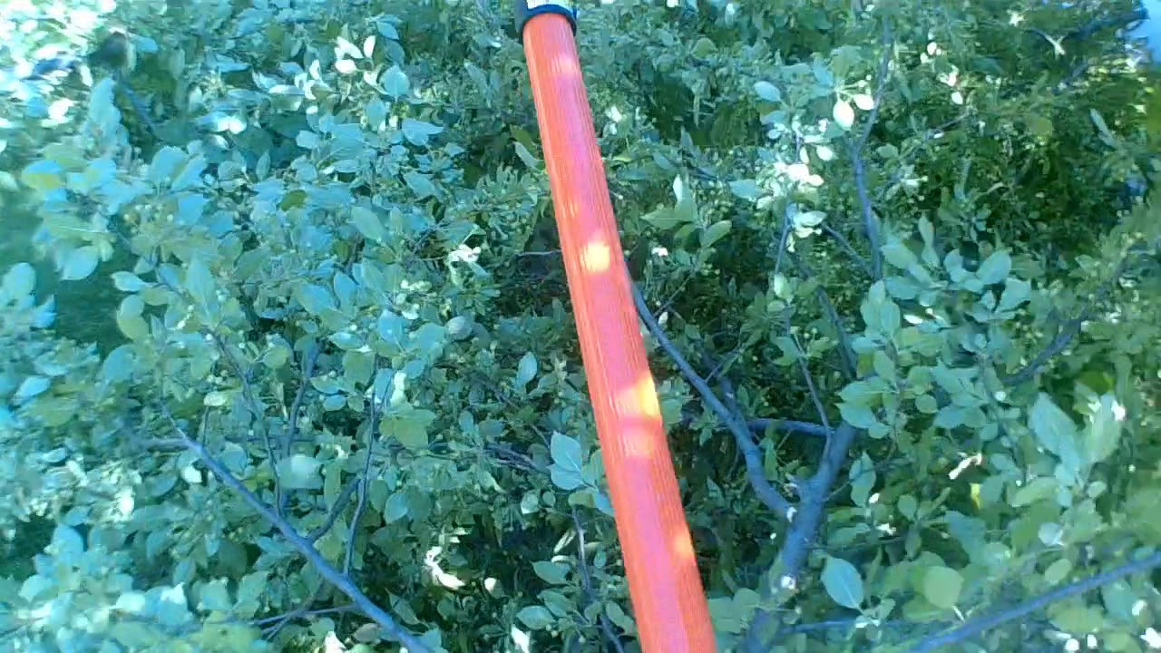 Tree Take down front yard. Using my Echo PPT-2620 pole saw. PT-4