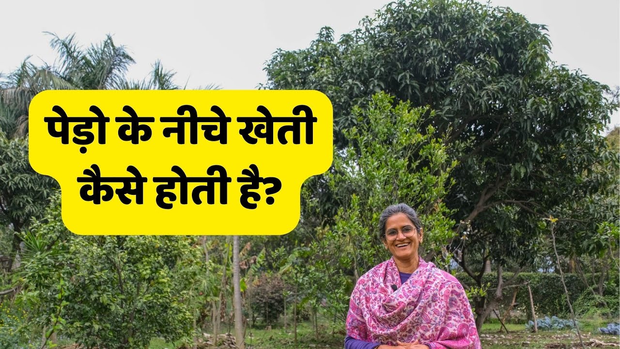 Cultivation under Trees | पेड़ो के नीचे खेती कैसे होती है?