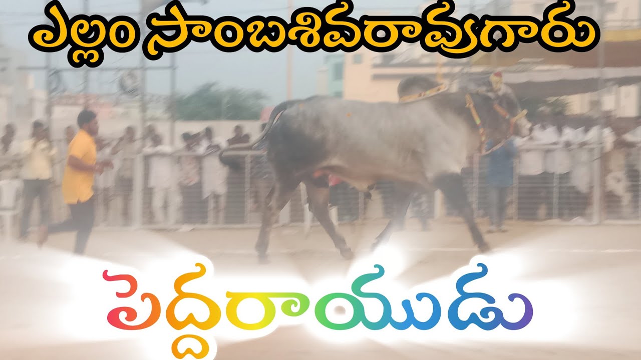 చిలకలూరిపేట  జూనియర్స11వ  ఎల్లం సాంబశివరావు గారు