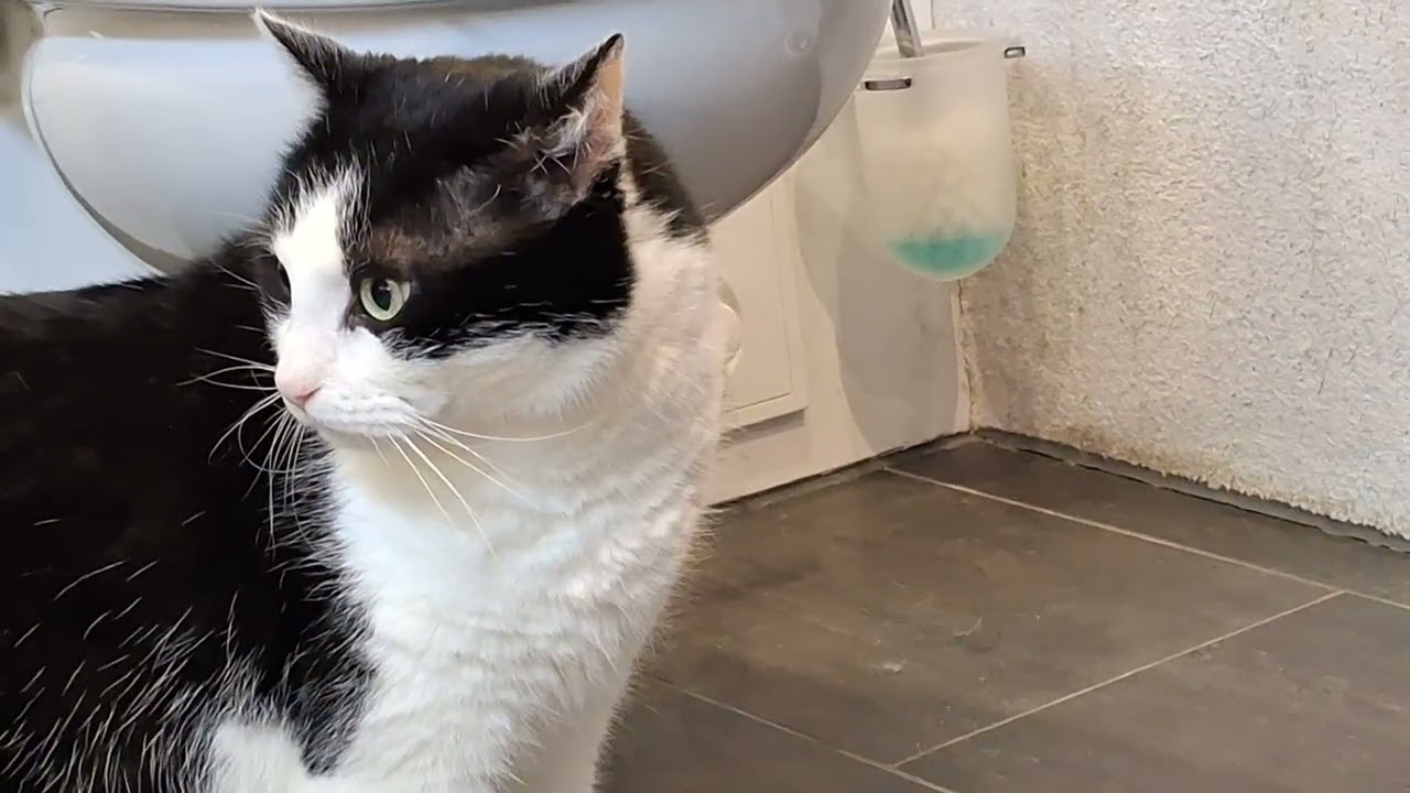03.02.2025 - Romeo kommt nun auch hinzu; wir wussten hier noch nicht, dass die beiden sich kennen