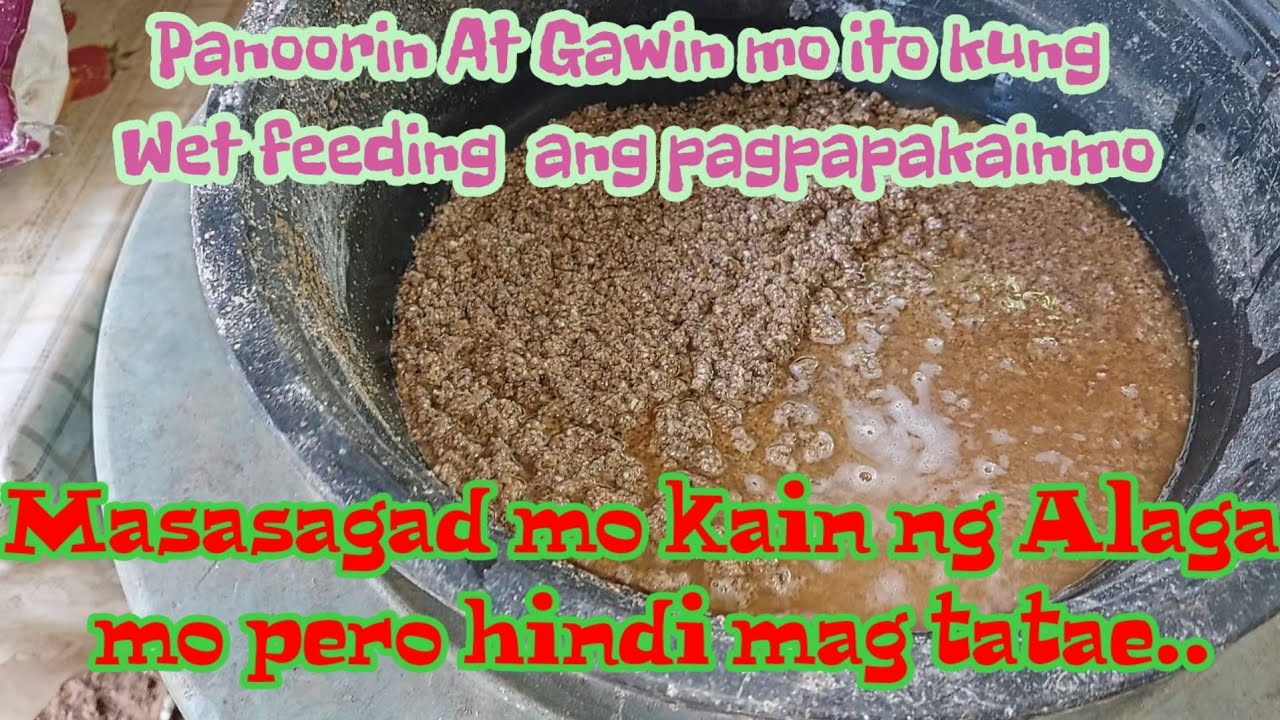 Tips Sa PagPapakain ng Wet feeding. para Sagad Ang kain ng baboy...@baboy