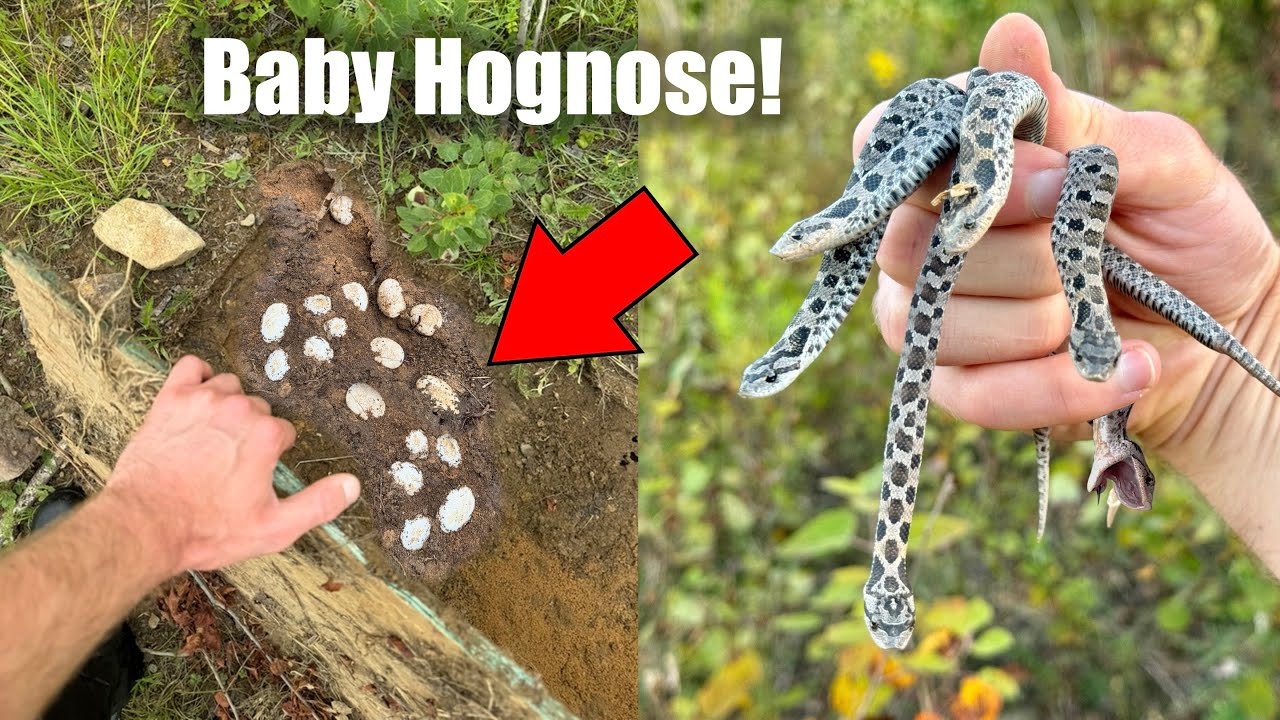 I Waited 75 Days For These SNAKE EGGS to Hatch!