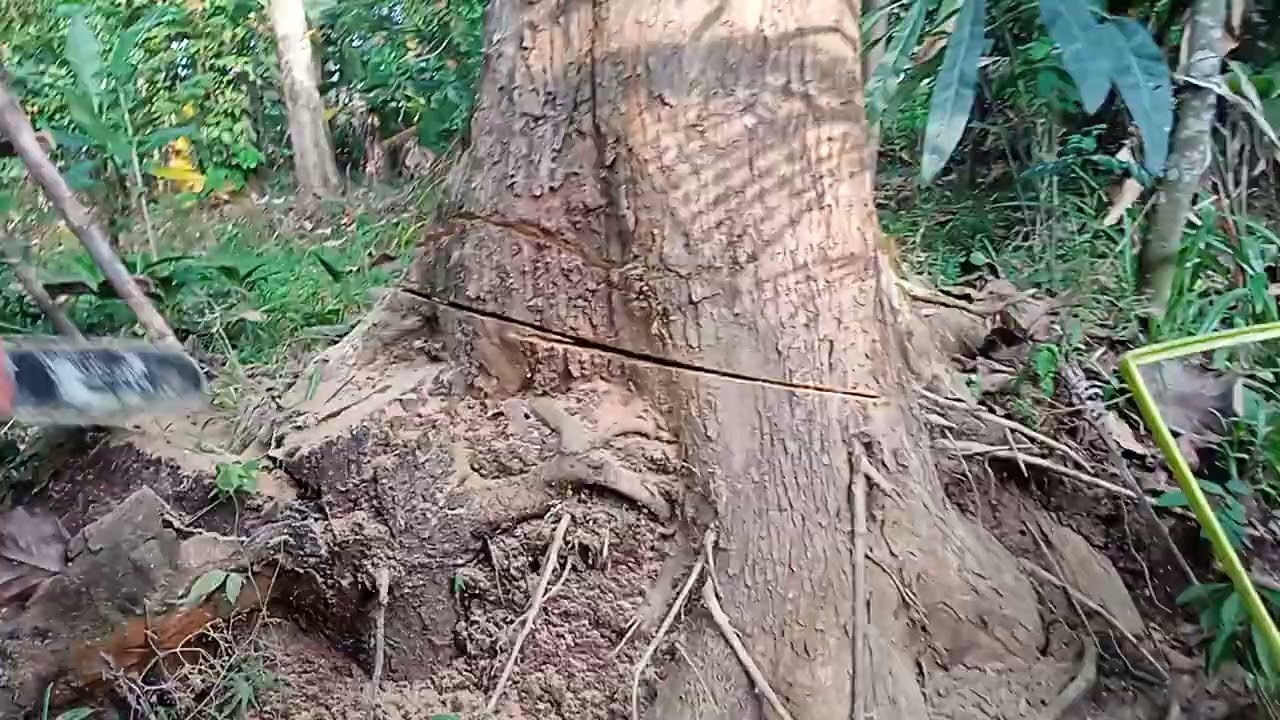 Proses tebang kayu jati super besar