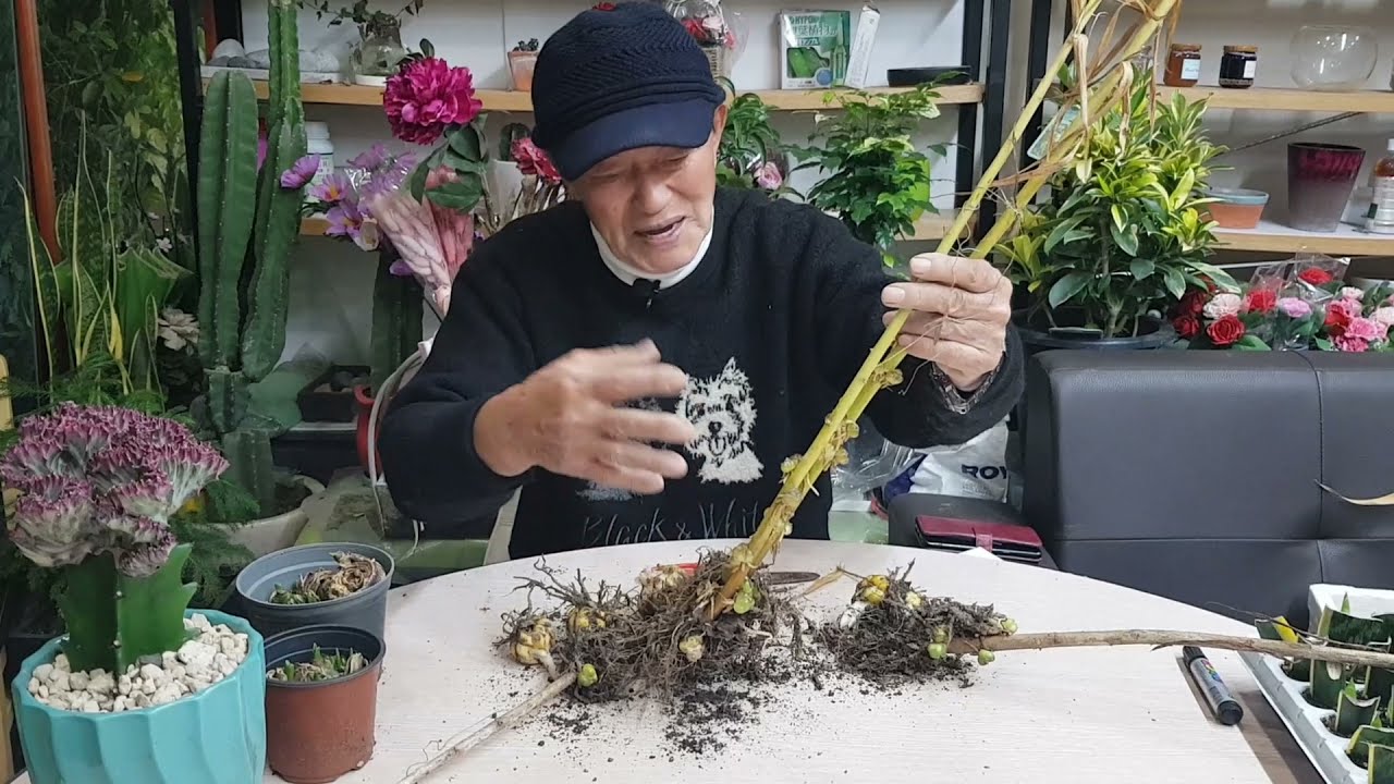 백합의 심는 방법과 번식 방법 - 종자, 인편, 주아번식 등과 자구를 많이 생기게 하는 방법 - 원예사랑