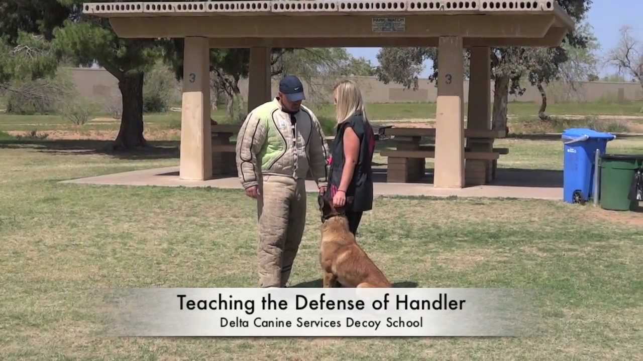 Delta Canine Services, Decoy Training, Decoy School