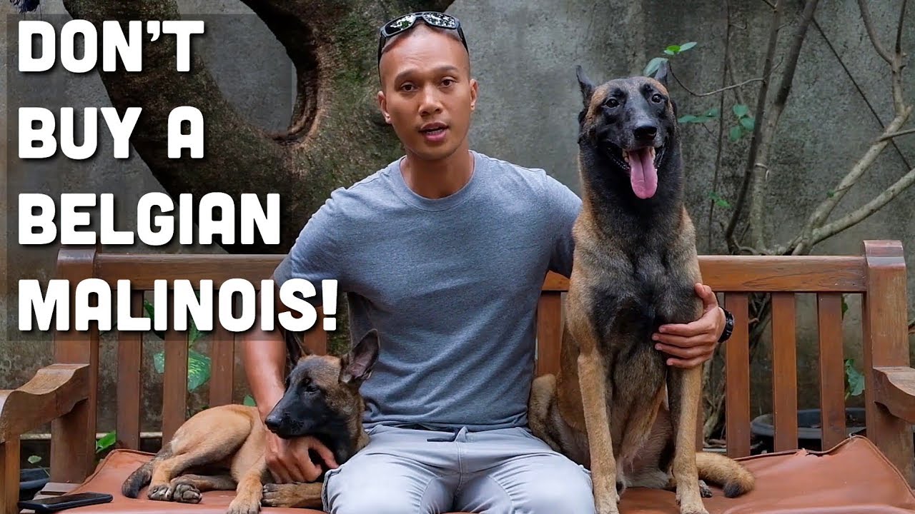 JANGAN BELI ANJING KAYAK SPARTA/ANUBIS!!