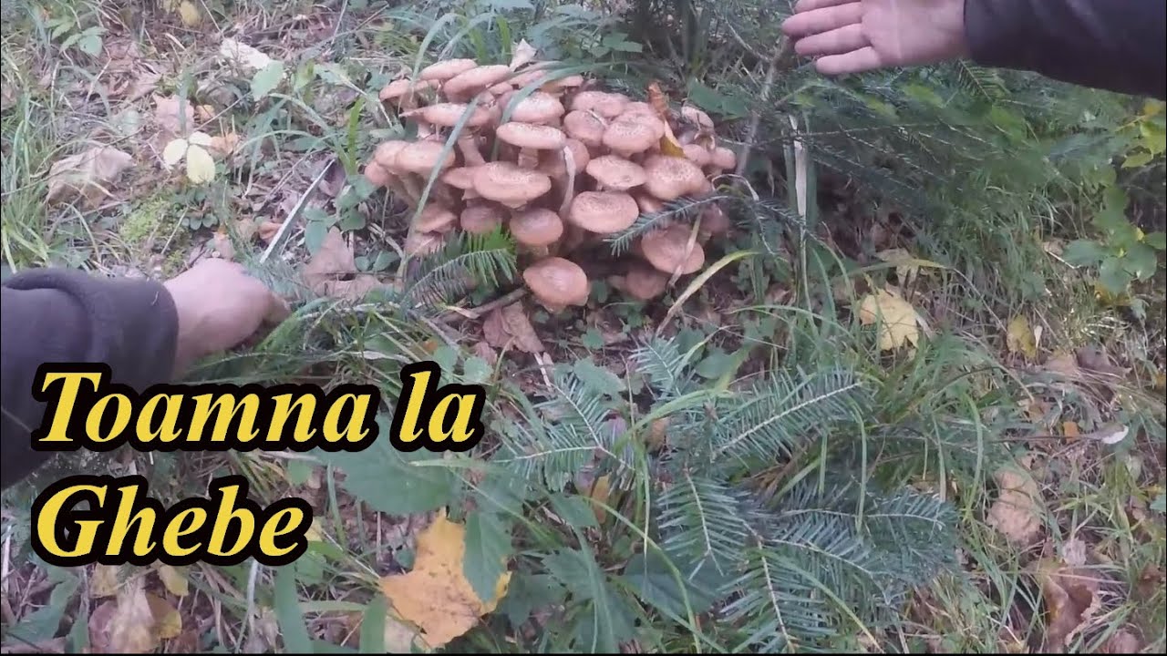 Toamna la Cules de Ghebe în Pădure