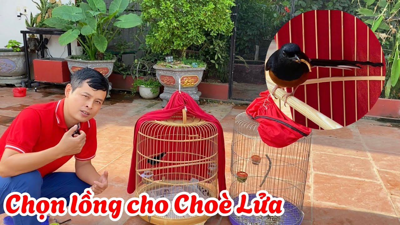 N&ecirc;n chọn lồng cho&egrave; lửa thế n&agrave;o gi&uacute;p chim đẹp hơn?