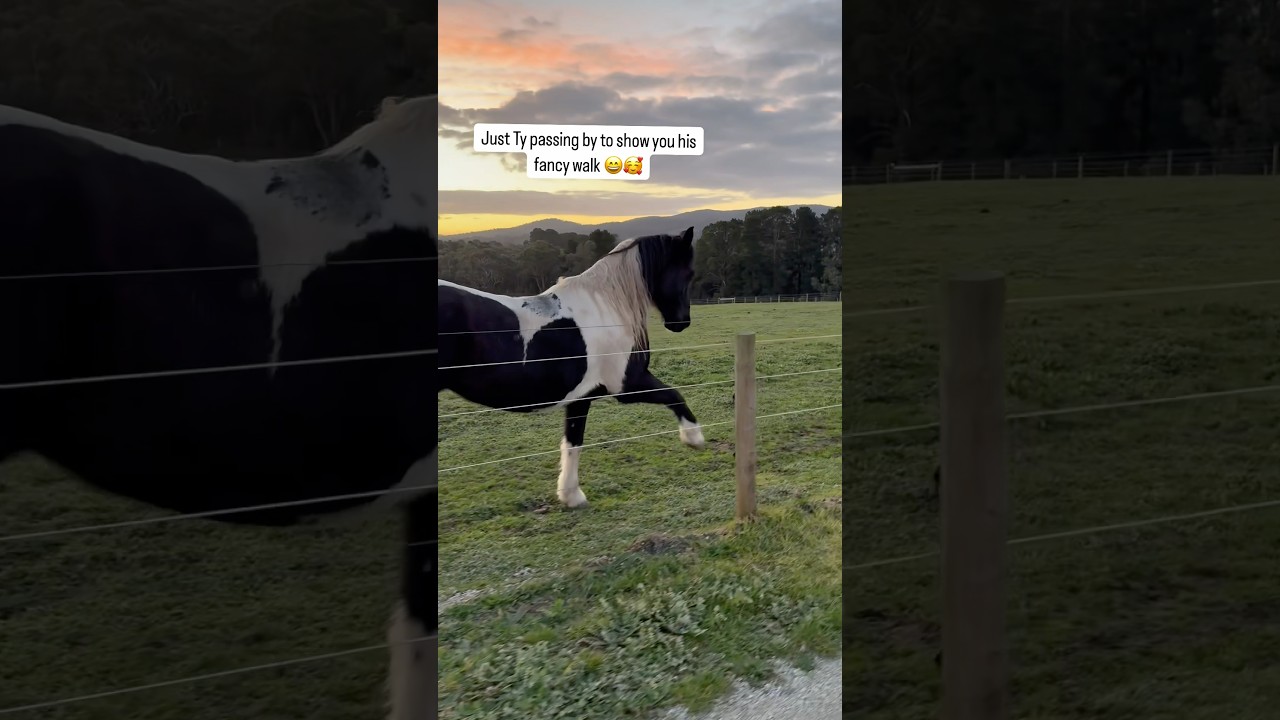 Just Ty passing by to show you his dance walk 🥰🐼 #spanishwalk #libertyhorsemanship