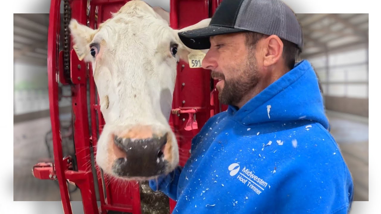 Overall Health is GREATLY Tied to Hoof Health