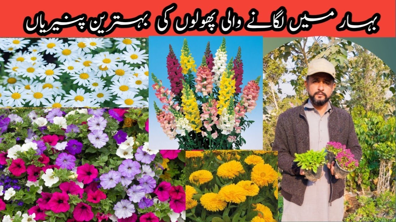 Spring Season 2025 Flowers Seedling | Spring Flowers in Pakistan | Nursery Tour