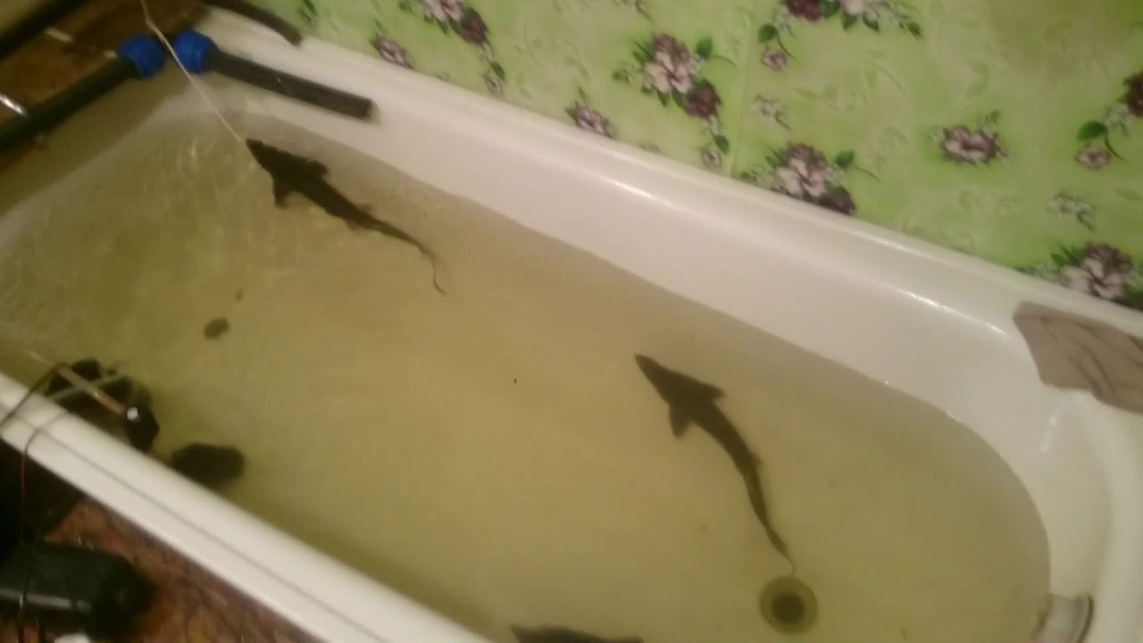 Осетр в аквариуме (спустя 4 месяца 20 январь 2018)