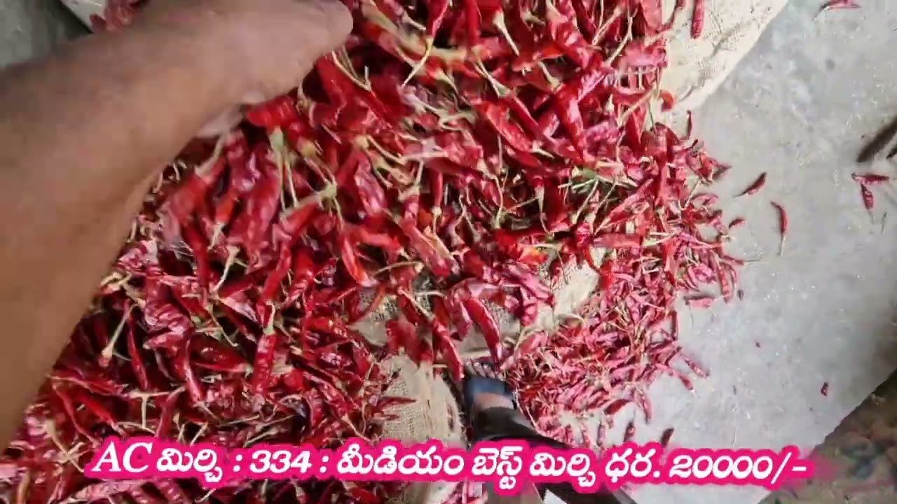 ఈరోజు గుంటూరు మార్కెట్ లో అమ్మకాలు జరిగిన కొన్ని మిర్చి రకాలు వాటి మార్కెట్ ధరలు ఇలా ఉన్నాయి