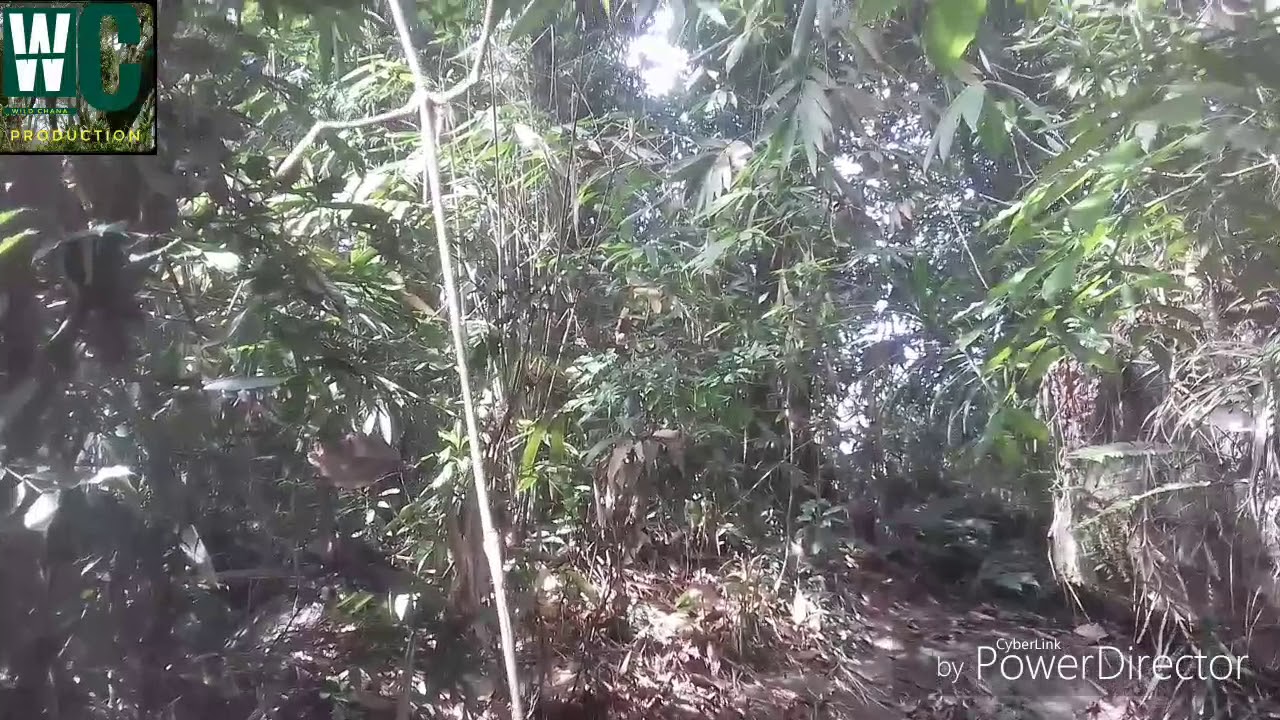 Kalawana Halkottoruwa forest Reserves -WC