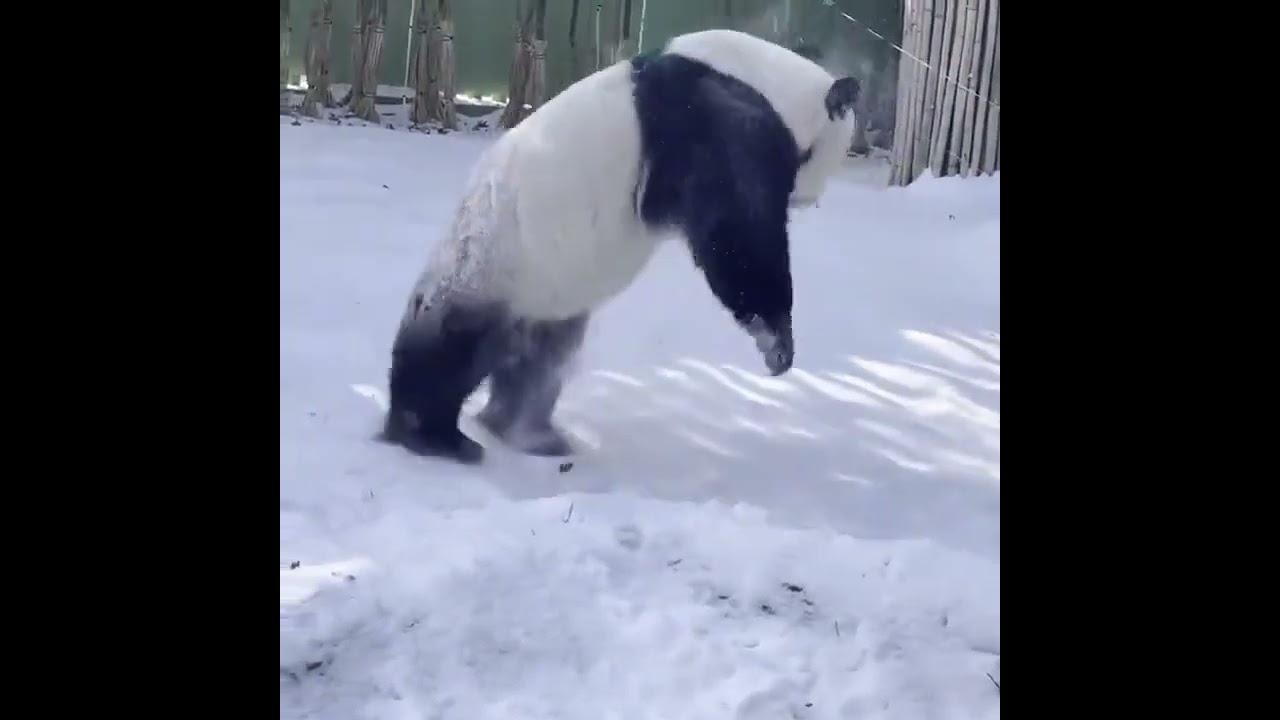 cambalhotas de panda