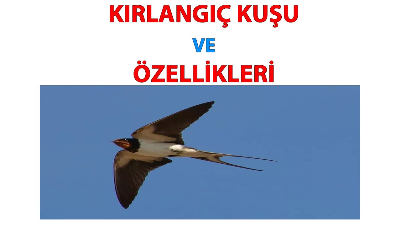 Kırlangıç Kuşu ve Özellikleri