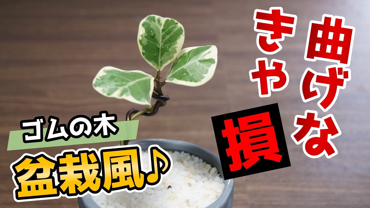 【観葉植物】フィカスを曲げて仕立ててみた♪【ゴムの木の育て方】