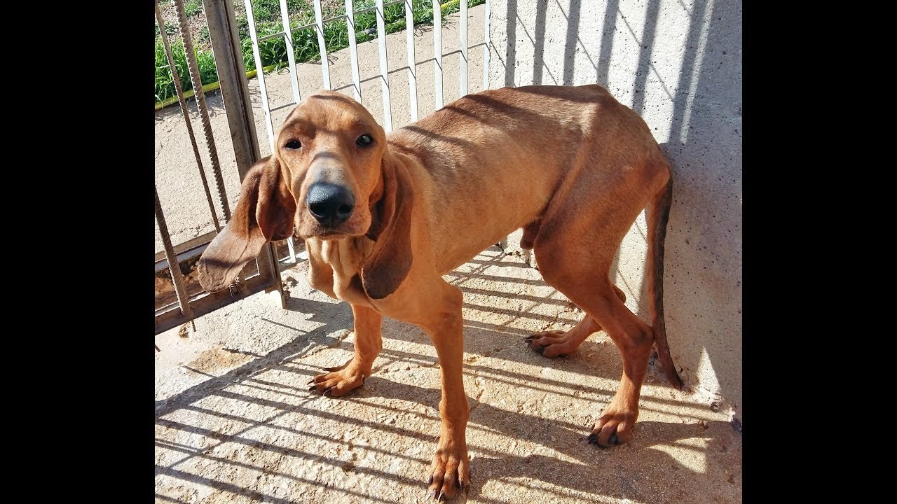 ROGER, il segugio italiano del canile di Laterza