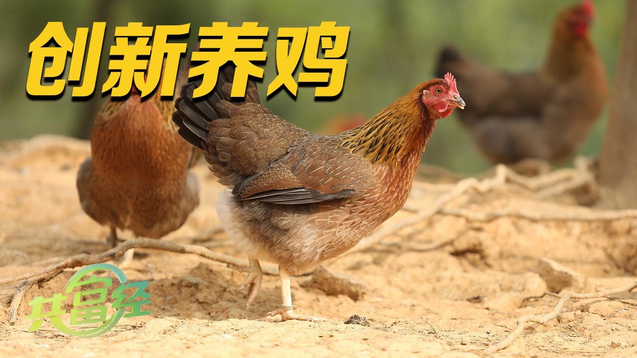 年产值超过15亿元！她在清远鸡的养殖技术上进行创新，养出来的鸡个个都是&ldquo;标杆&rdquo;，究竟是怎么办到的？|「共富经」20230607