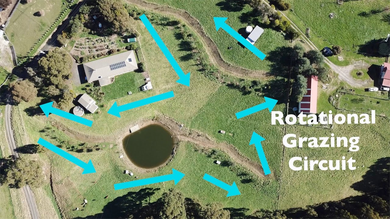 Rotational Grazing on 5 acre Permaculture Farm