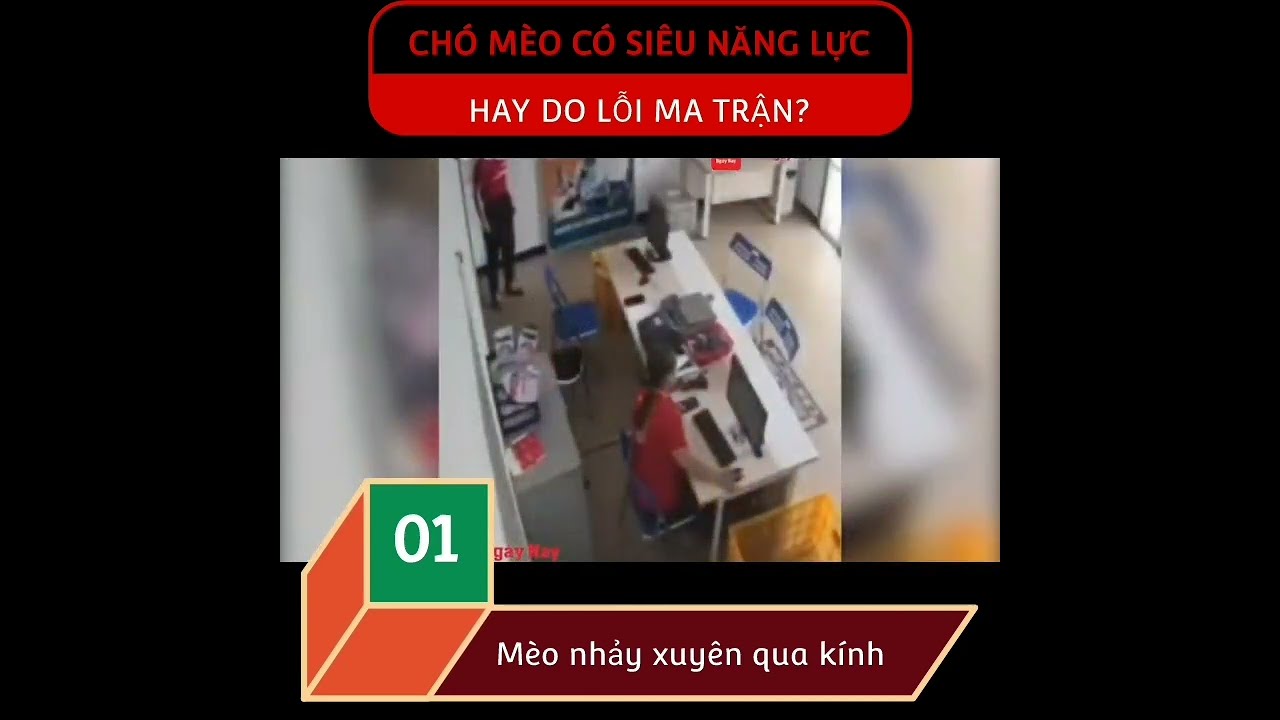 Chó mèo siêu năng lực hay lỗi ma trận?