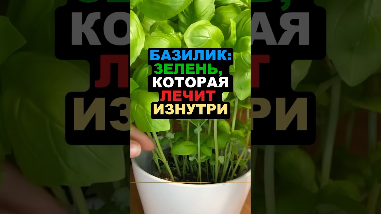 Базилик: зелень, которая лечит изнутри! #базилик #здоровье #рецепты #еда #вред #польза #пп #диета