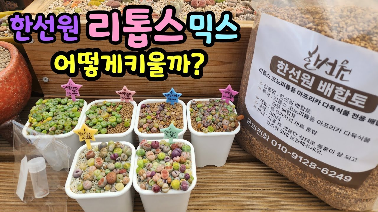 260121 새로출시된리톱스뉴믹스!리톱스키우기법!한선원대표님께물어보아요^^(한선윈 010-9128-6249)