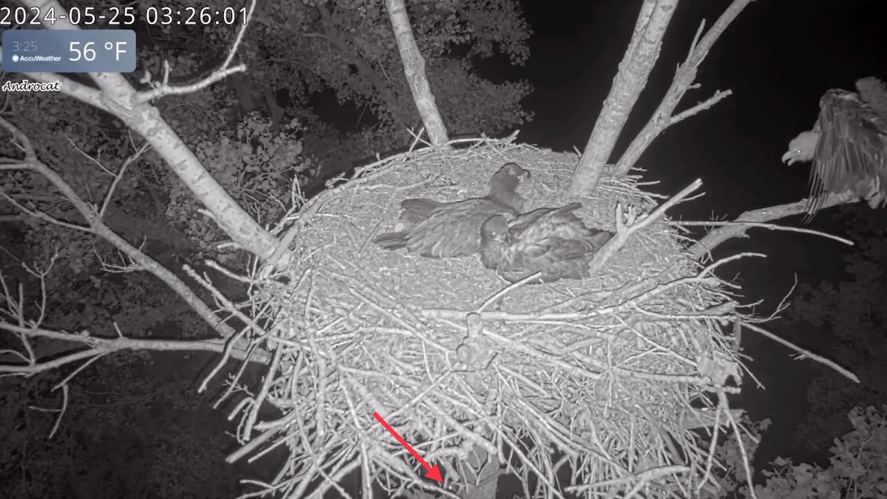 Kansas Eagles 5-25-24.  Ellie & Harvey Defend/Wing Flap Against Raccoon Climbing the Nest Tree.