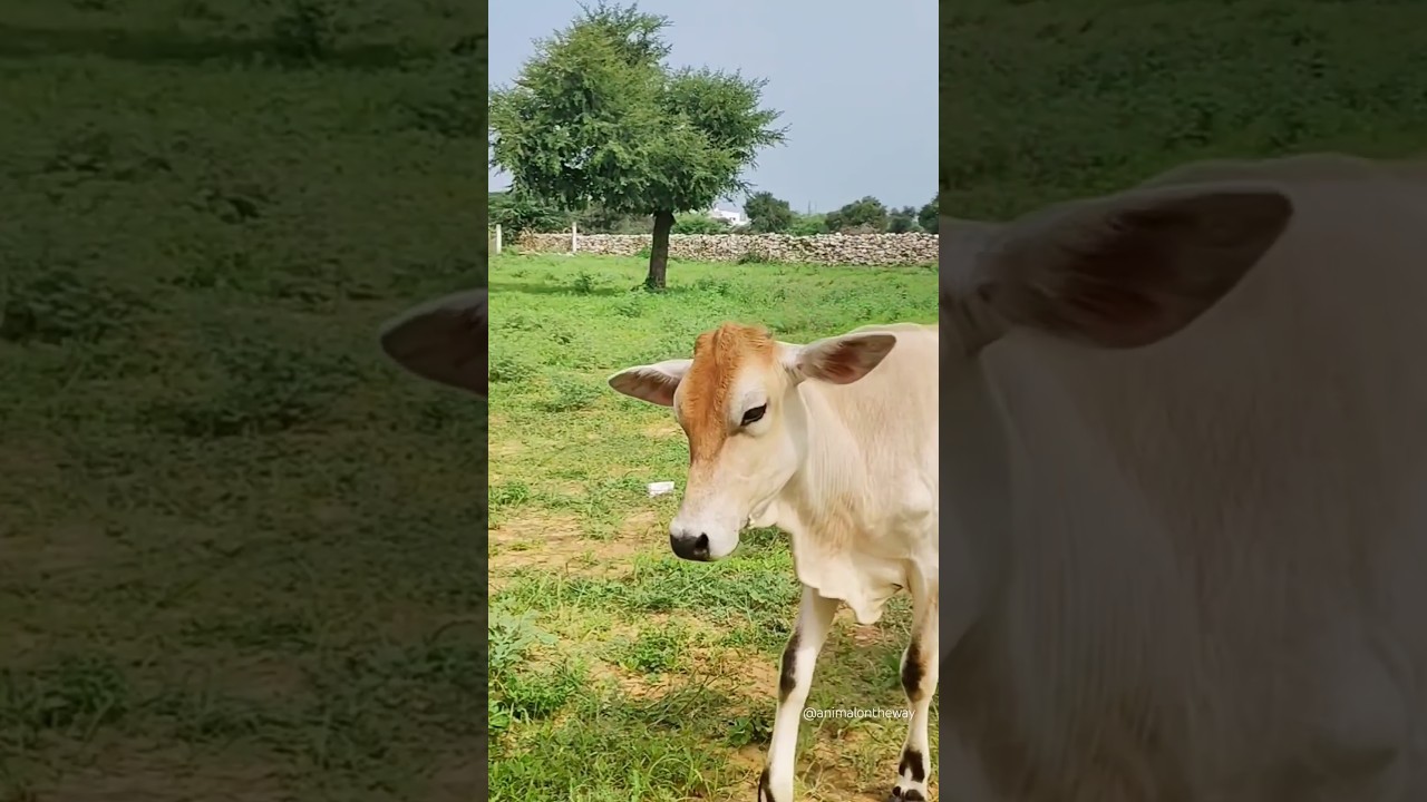 Cow sound 😂😂/#shots #cow #cowvideos #animalsounds #cowsound #cowvoice #funny #gaai #viralshort