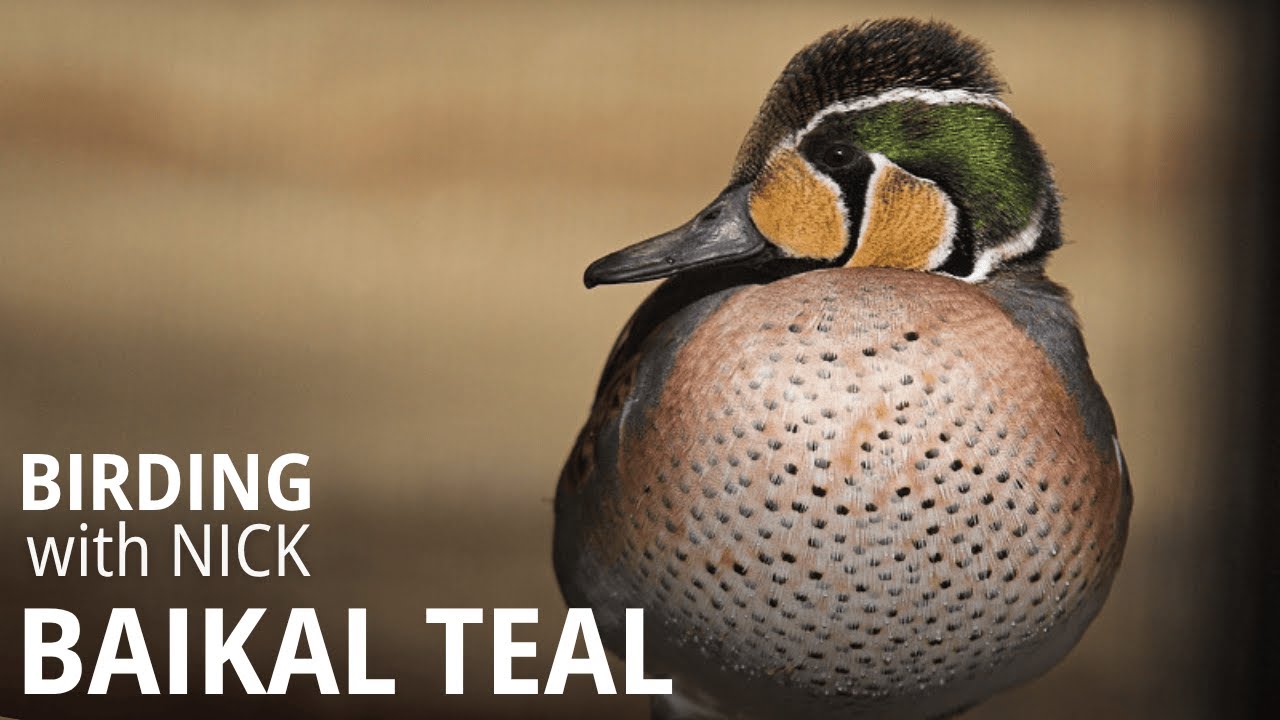800,000 Baikal Teal in one flock; Ever Increasing Numbers