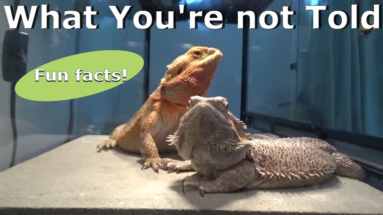 What People Don't Tell You About Bearded Dragons