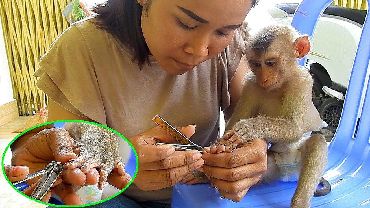 Baby Monkey | Lovely Mom Cutting Nails For Monkey Kako Routine | Cutting Nails For Baby Monkey