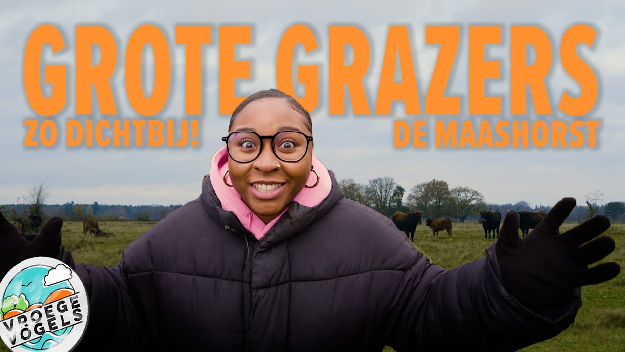 GROTE GRAZERS | Pas op voor deze lompe beesten! | Maar Natuurlijk by Vroege Vogels