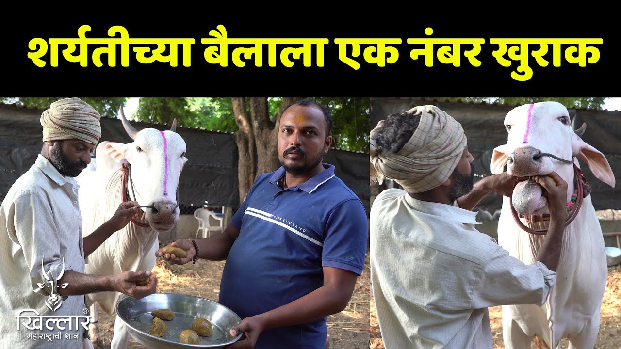 शर्यतीच्या बैलांना/वळूसाठी सर्वात उपयुक्त आयुर्वेदिक खुराक भाग 9 | Khillar Maharashtrachi Shaan 2024